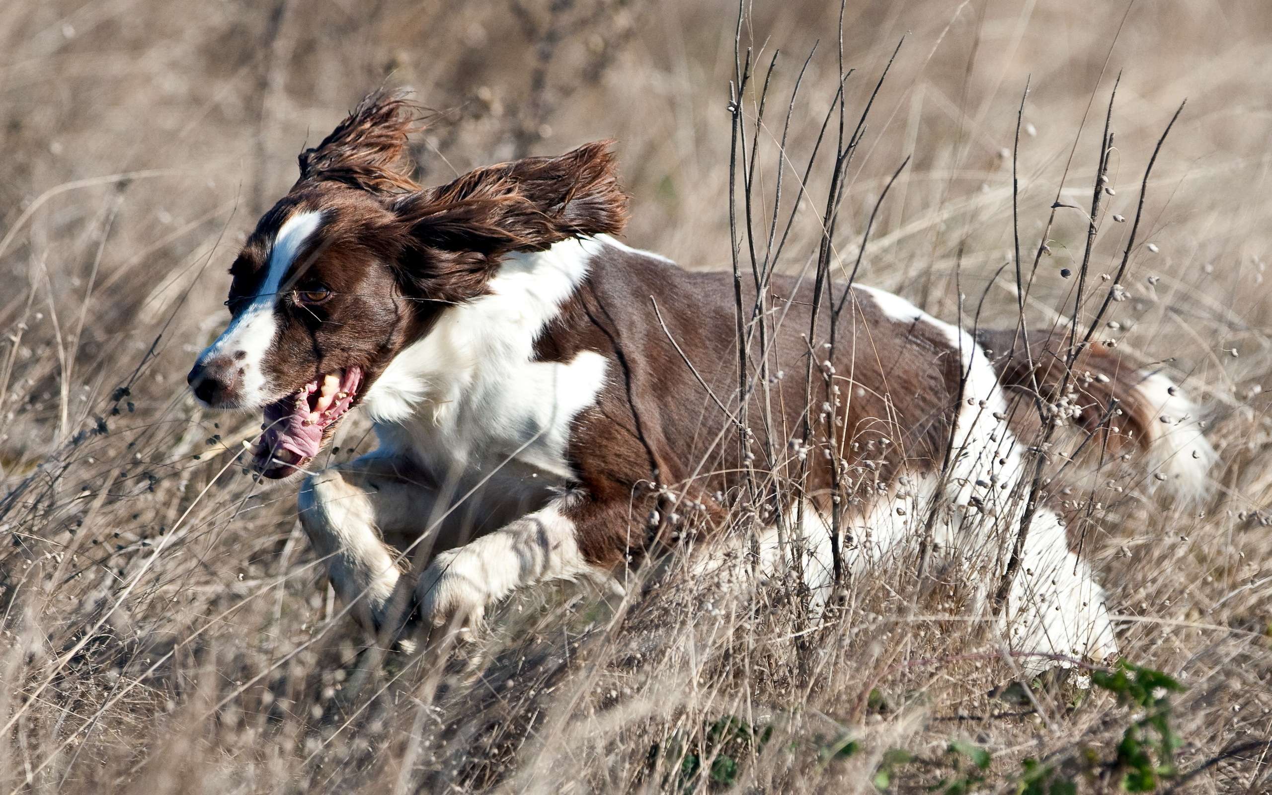 Фото собак на охоте