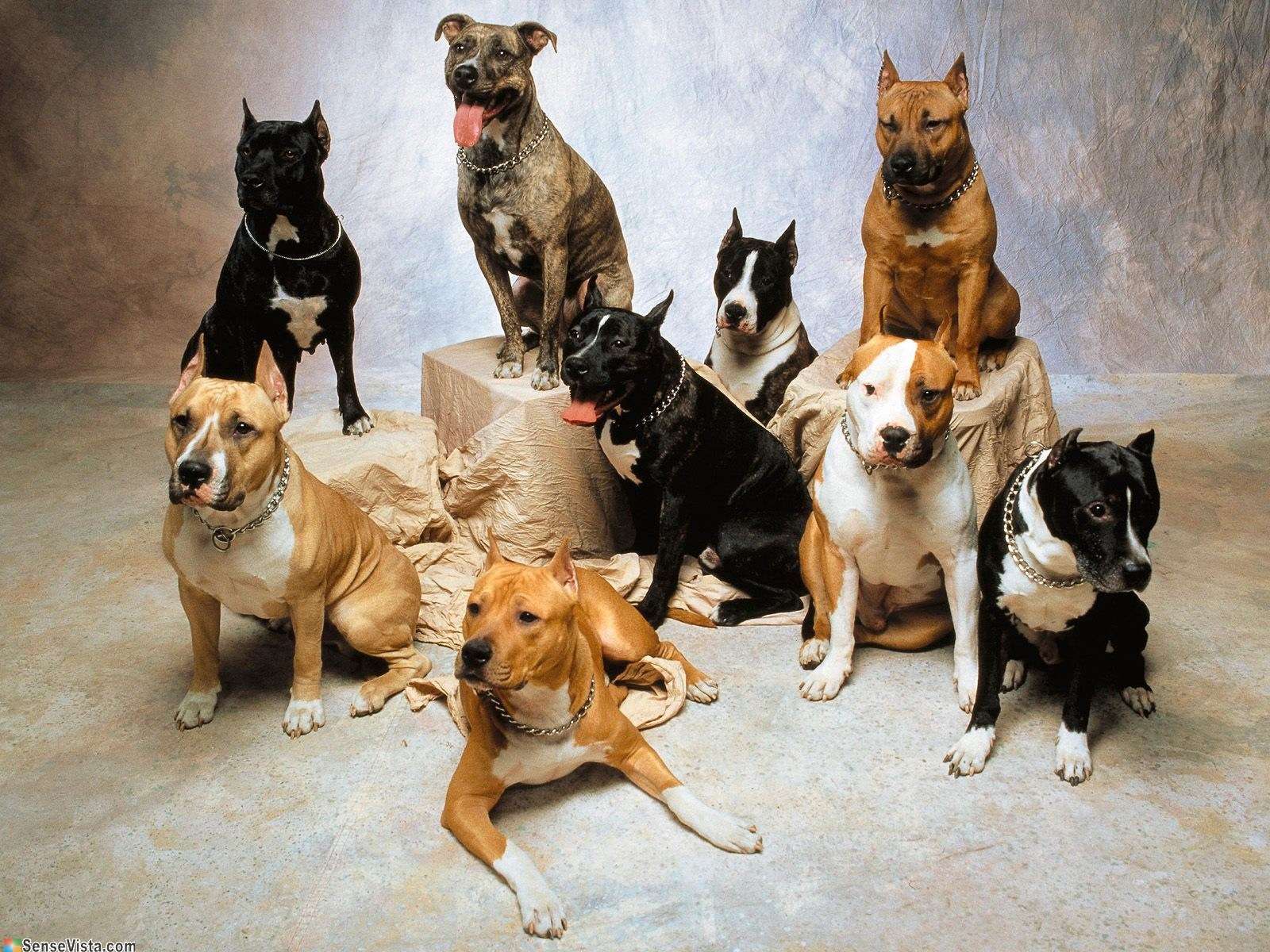 Американский стафф фото собаки, Американский стафф фото породы собак обои,  фото фотографии на рабочий стол красивые животные лучшие картинки dog breed  изображение скачать бесплатно фото собачек собак