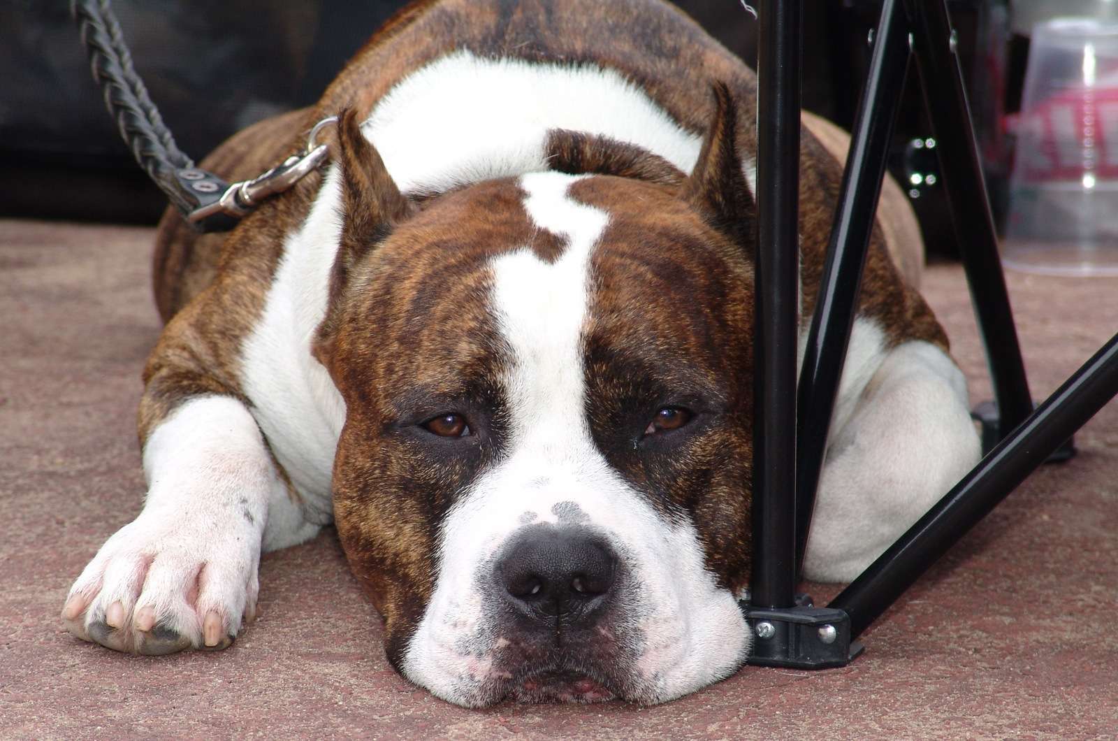 Собака американский стаффордширский терьер, фото фотография картинка обои 