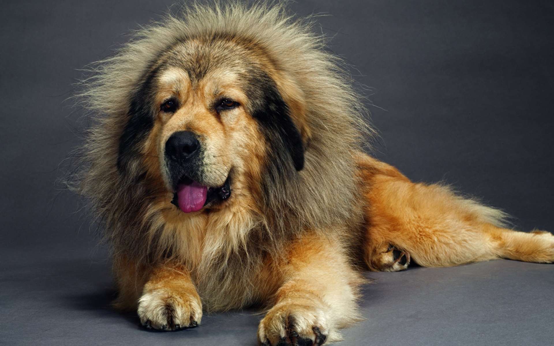Порода собак тибетский мастиф фото