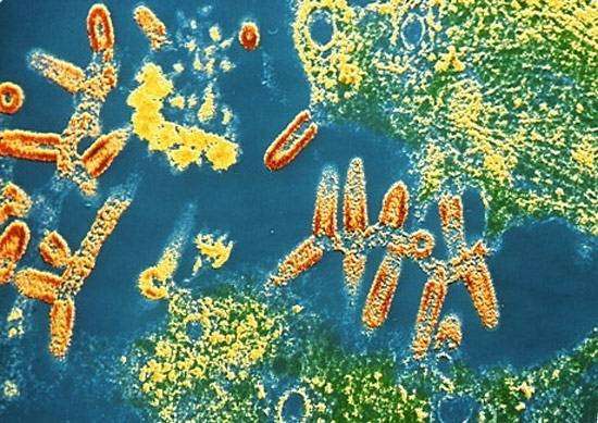 Вирус бешенства, фото болезни животных фотография картинка