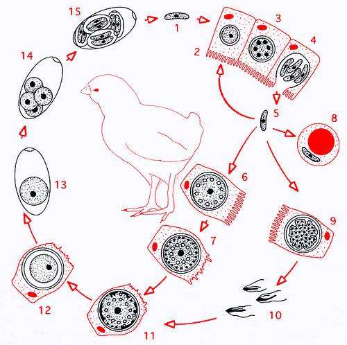 Возбудитель кокцидиоза у птиц - Eimeria maxima, рисунок картинка болезни домашних и диких животных