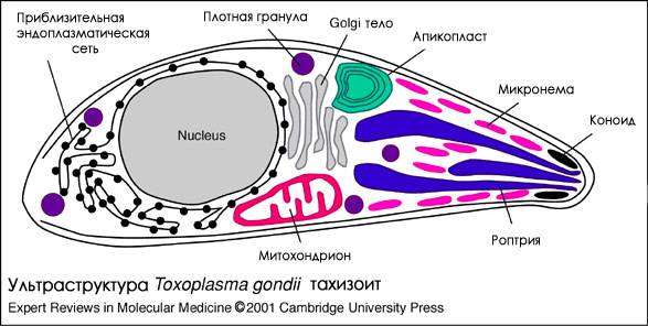 Ультраструктура Toxoplasma gondii (тахизоит), картинка рисунок болезни диких и домашних животных