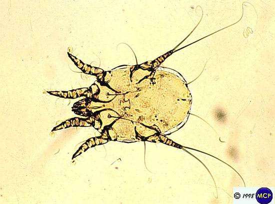 Клещ (Otodectes cynotis), вызывающий ушную чесотку, фото болезни животных фотография картинка