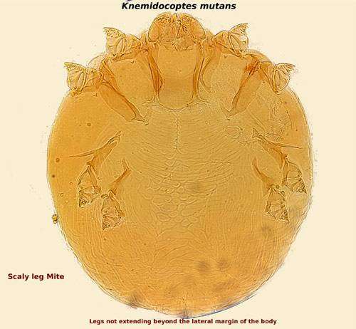 Клещ (Knemidocoptes mutans), вызывающий чесотку на лапах птиц, фото болезни птиц фотография картинка