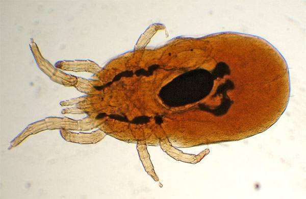   (Dermanyssus gallinae),      