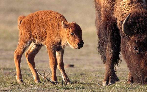   (Bison bison),      