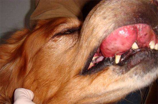 Рак (опухоль) у собаки, фото болезни животных фотография картинка