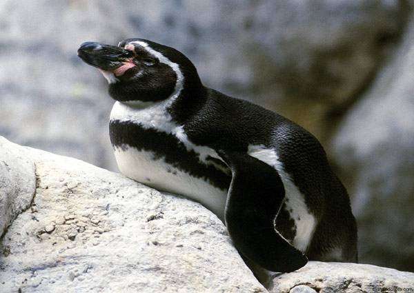 Пингвин Гумбольдта (Spheniscus humboldti), фото новости из зоопарков фотография картинка