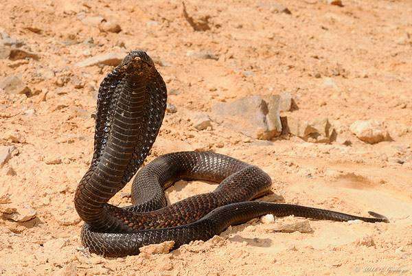 Египетская кобра (Naja haje), фото рептилии фотография змеи картинка