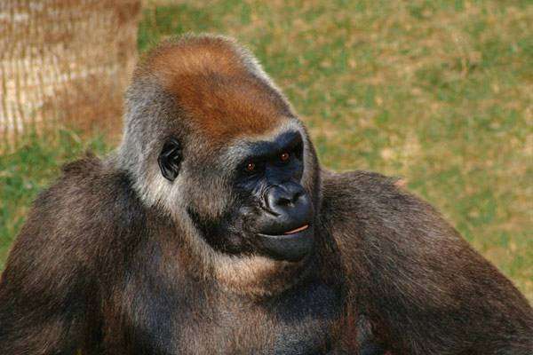 Горилла (Gorilla gorilla), фото новости приматы фотография