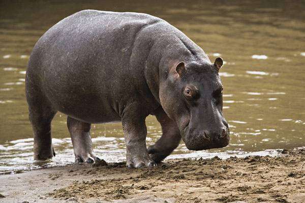 Бегемот (Hippopotamus amphibius), фото новости о животных фотография картинка