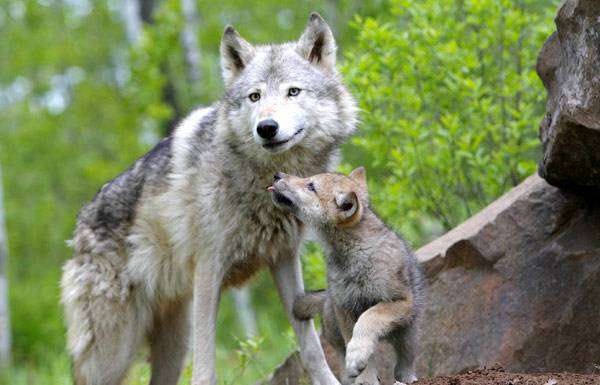 Волчица с волчонком, фото новости о хищниках фотография картинка