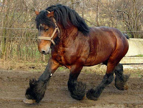 Бельгийский тяжеловоз, или брабансон, фото породы лошадей фотография картинка