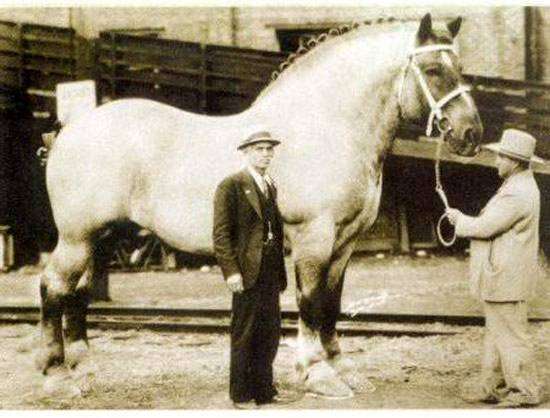 Тяжеловоз Сэмпсон (Мамонт), фото самая крупная лошадь фото породы картинка