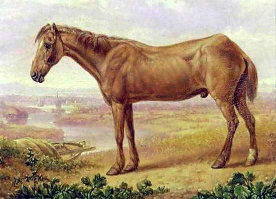 Баржевая лошадь Билли, картинка самая долгоживущая лошадь в мире рисунок