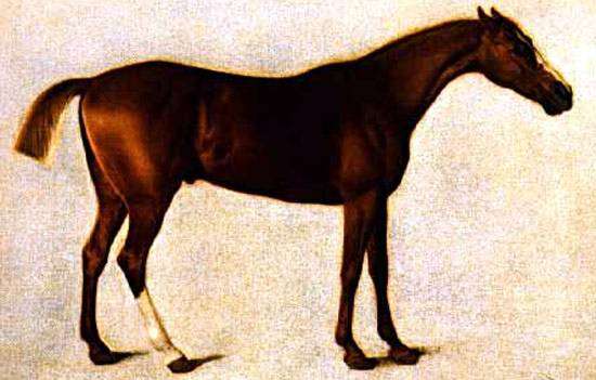 Английский чистокровный жеребец Эклипс, самое большое сердце у лошадей, рисунок картинка