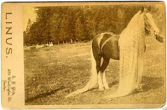 Длинноволосая дикая лошадь Линус (д. р. 1884 г), фото рекорды лошадей фотография картинка