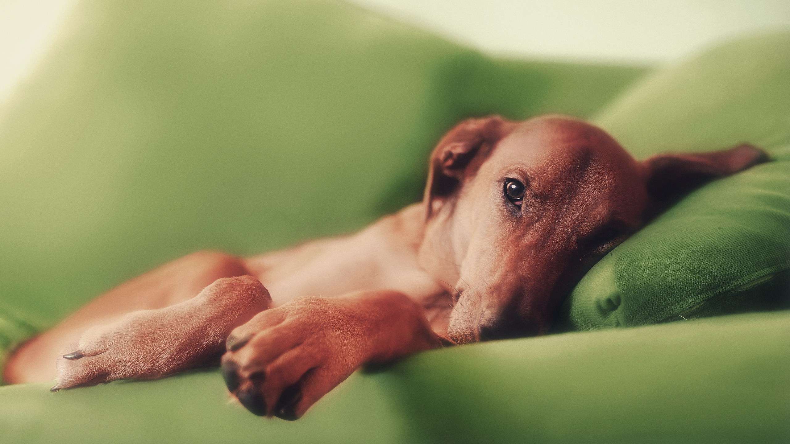 Собака на зеленом диване