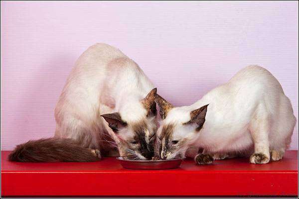 Балинезийские (балийские) кошки, фото породы кошек фотография картинка