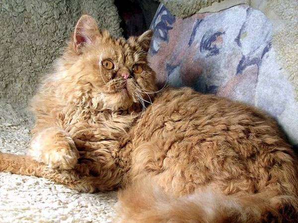 Богемский Рекс, фото породы кошек фотография картинка