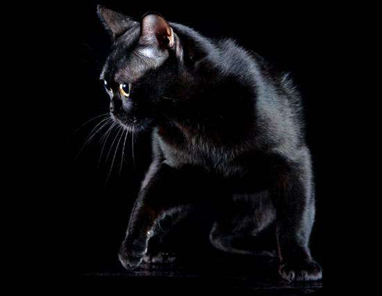 Бомбей, бомбейская кошка, фото породы кошек фотография картинка консультации