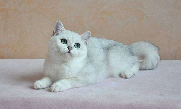 Британская короткошерстная кошка (шиншилла), фото породы кошек фотография картинка