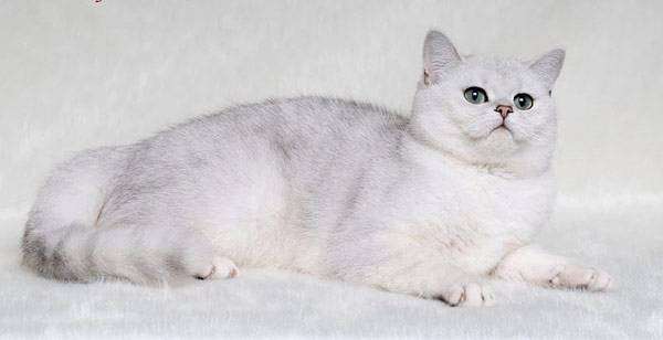 Британская короткошерстная кошка, фото породы кошек фотография картинка