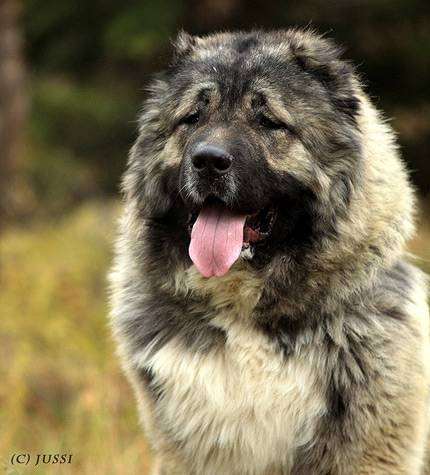 Кавказская овчарка, фото породы собак собаки изображение