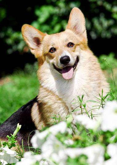 Вельш-корги-пемброк, фото собаки картинка