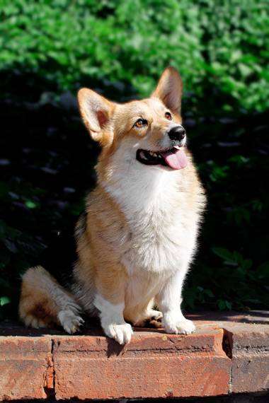 Вельш-корги-пемброк, фото прививки собак фотографии