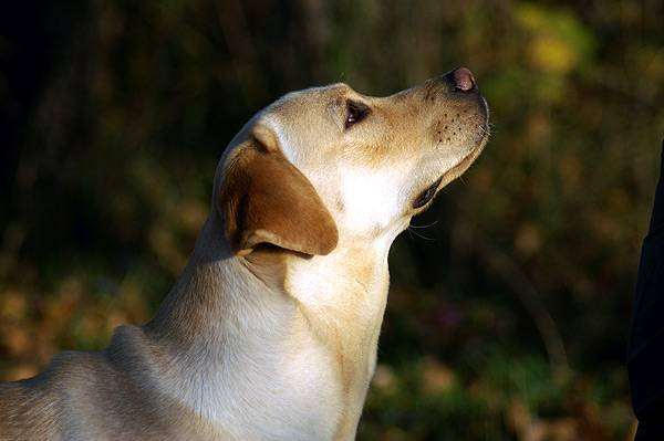 Лабрадор-ретривер, породы собак фото фотография собаки