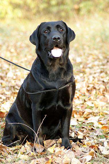 Лабрадор-ретривер, изображение фото породы собак собаки