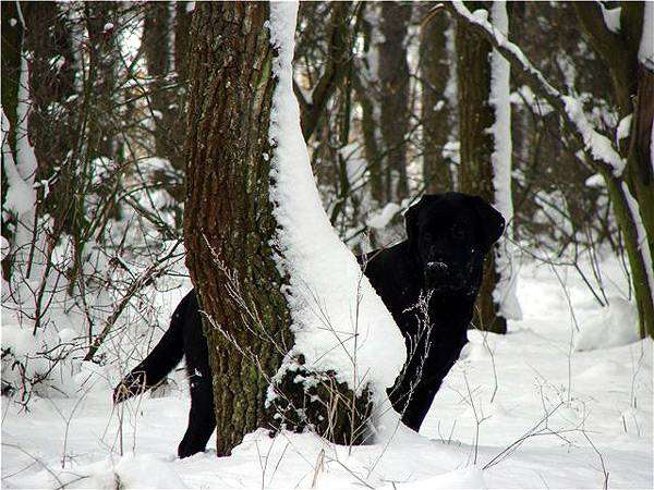 Черный лабрадор-ретривер, фото сезонные проблемы у собак фотография
