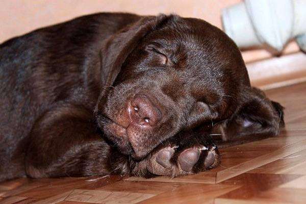 Спящий лабрадор ретривер, фото болезни лечение собак фотография