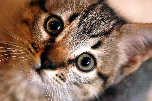Калифорнийская сияющая кошка котенок, фото породы кошек фотография картинка 