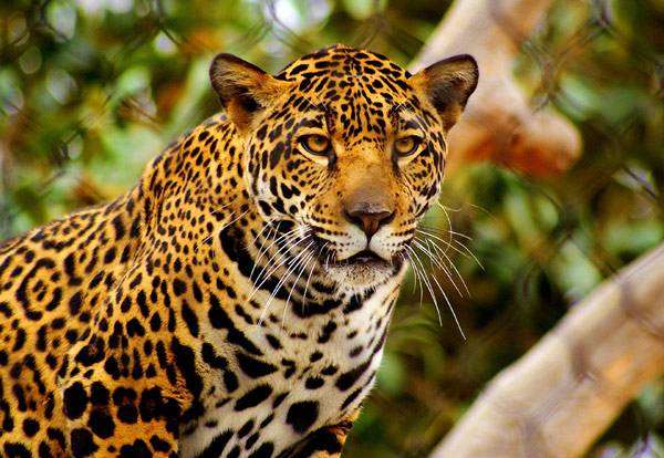 Ягуар (Panthera onca), фото хищные кошки животные фотография картинка