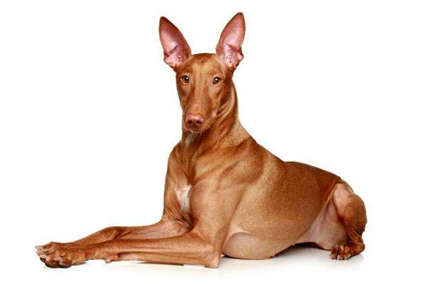 Фараонова собака, фото породы охотничьих собак фотография картинка