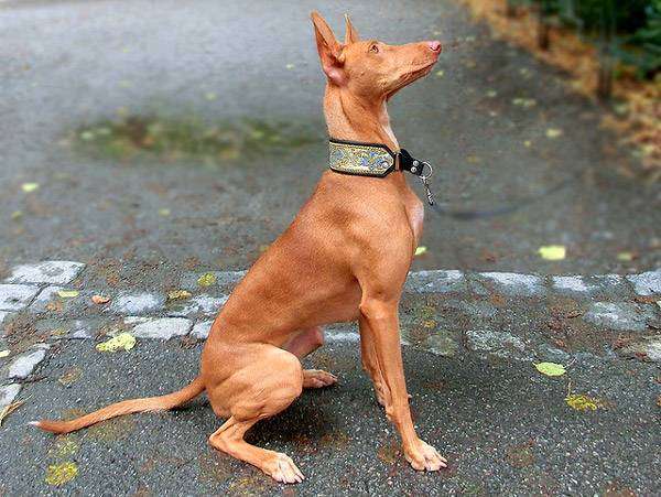 Фараонова собака, фото породы собак фотография картинка