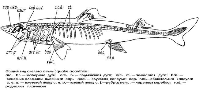 Общий вид скелета обыкновенного катрана (Squalus acanthias), рисунок картинка