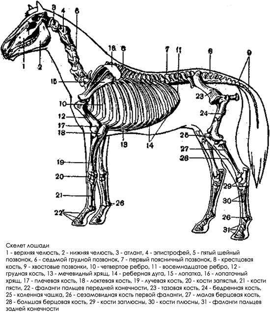 Реферат по теме Физиология лошади 