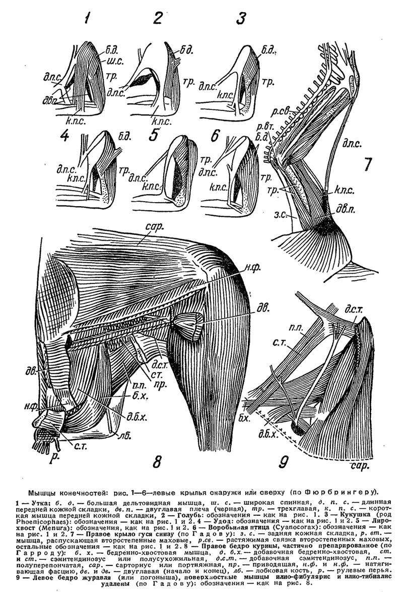 Мышцы конечностей птиц, рисунок картинка строение птиц