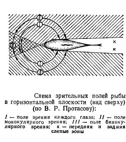 Схема зрительных полей рыбы в горизонтальной плоскости (вид сверху), рисунок