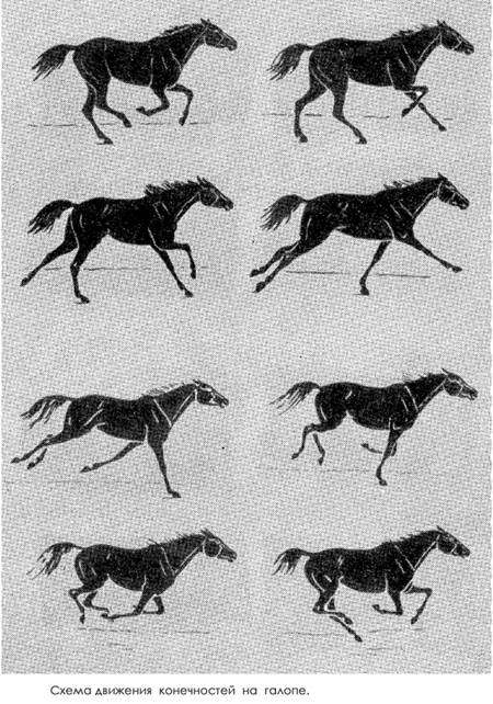 Схема движения конечностей лошади на галопе