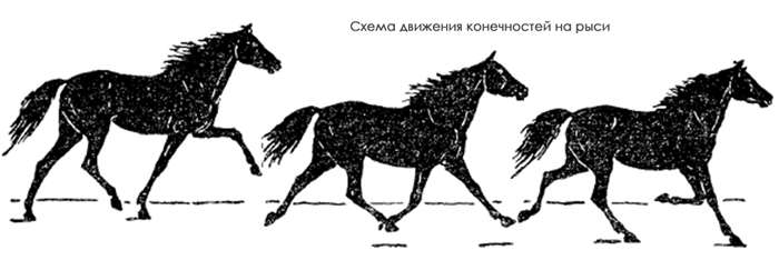 Схема движения конечностей лошади на рыси, рисунок картинка