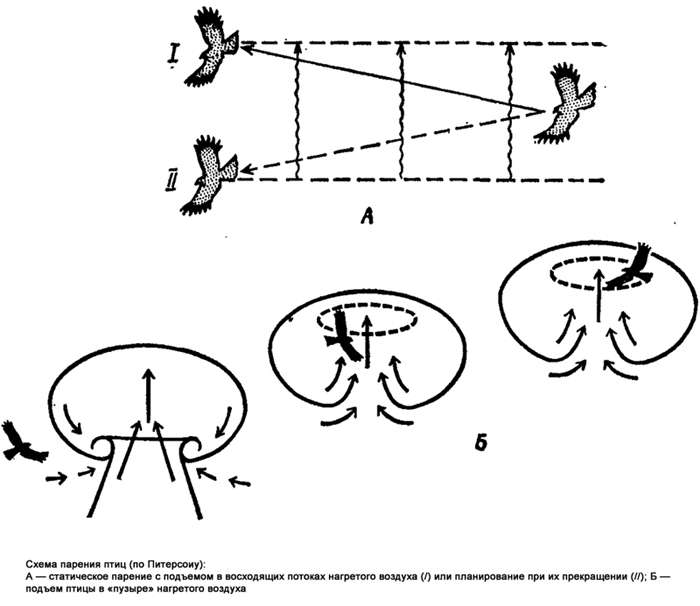 Схема парения птиц, рисунок картинка птицы
