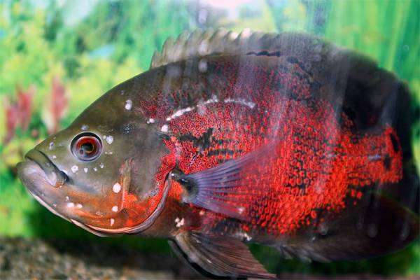 Рыба, больная гексамитозом, фото болезни аквариумных рыб фотография