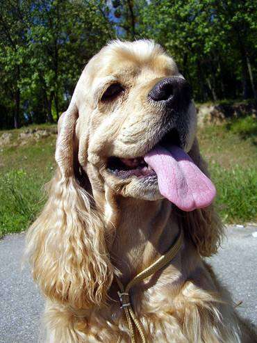 Американский кокер спаниель, фото собаки породы собак фотография