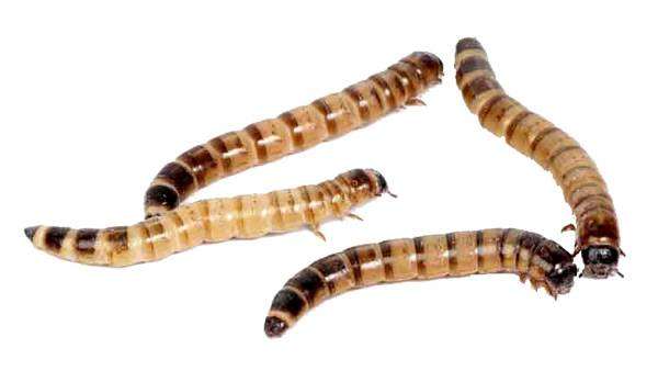 Зоофобус, или личинка чернотелки, фото насекомые фотография