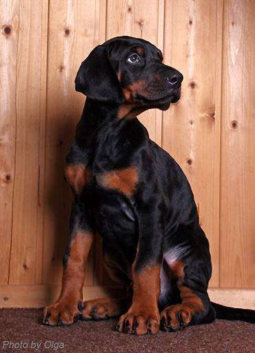 Щенок добермана, фото породы собак собаки фотография